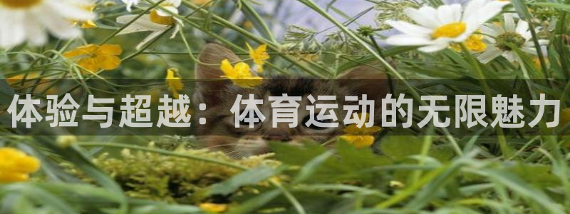 3377体育官网下载招商电话是多少号码：体验与超越：
